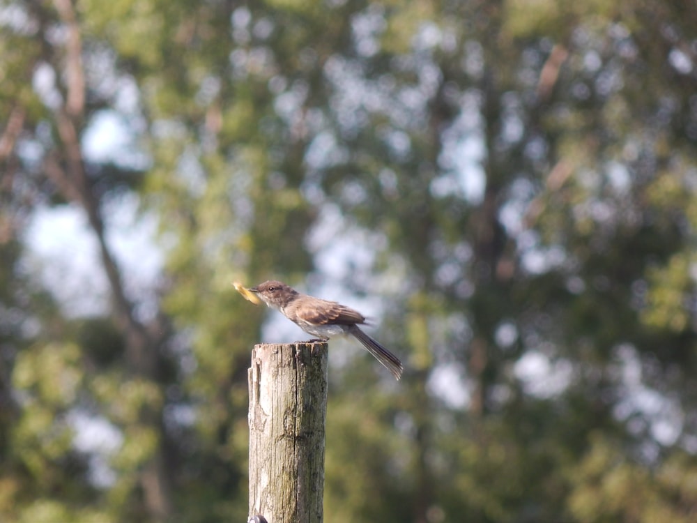 a small bird perched on top of a wooden post