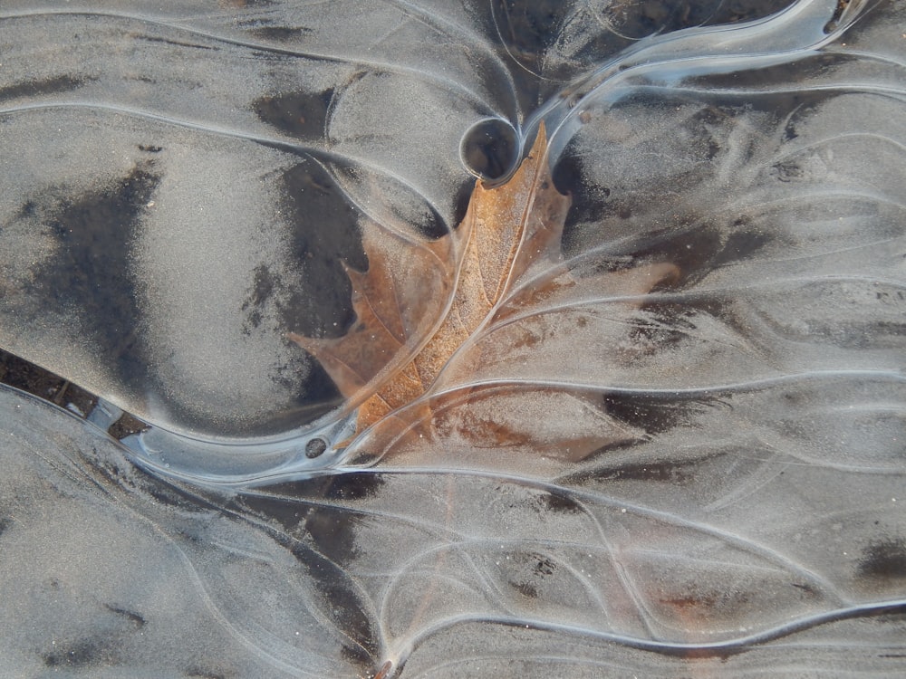 a leaf that is laying on some ice