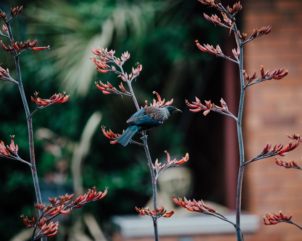 Un pequeño pájaro sentado encima de una flor roja