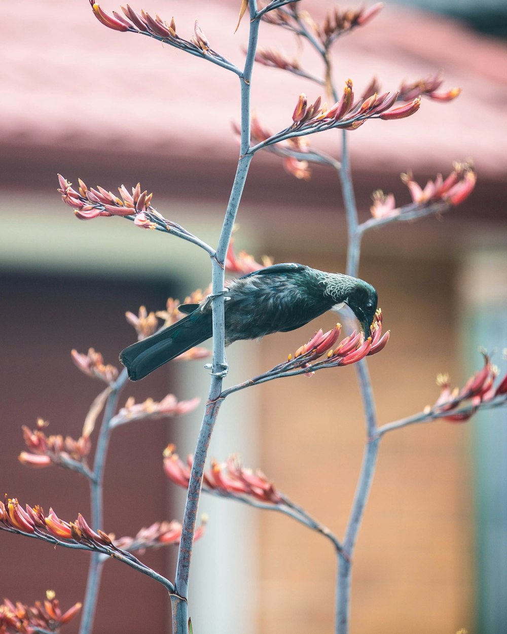 a black bird sitting on top of a tree branch