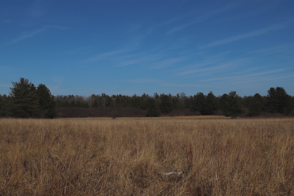 a field with tall grass and trees in the background