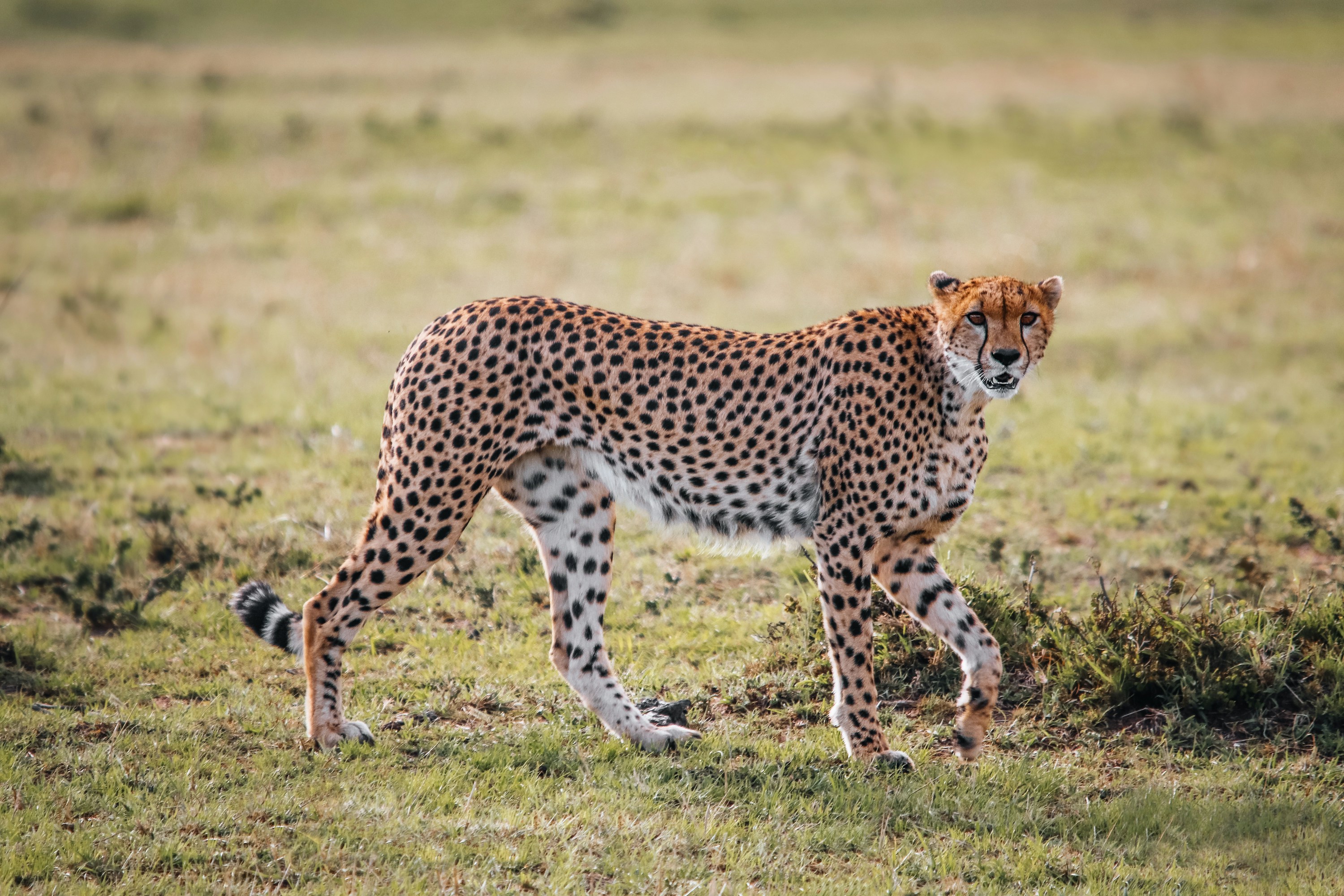Ngorongoro Crater, Tanzania - TRICK Question: What do you get when beauty meets speed? 🐆🤔
With such a long, slender body covered with black spots, a cheetah is the sprinter of the cat world.
