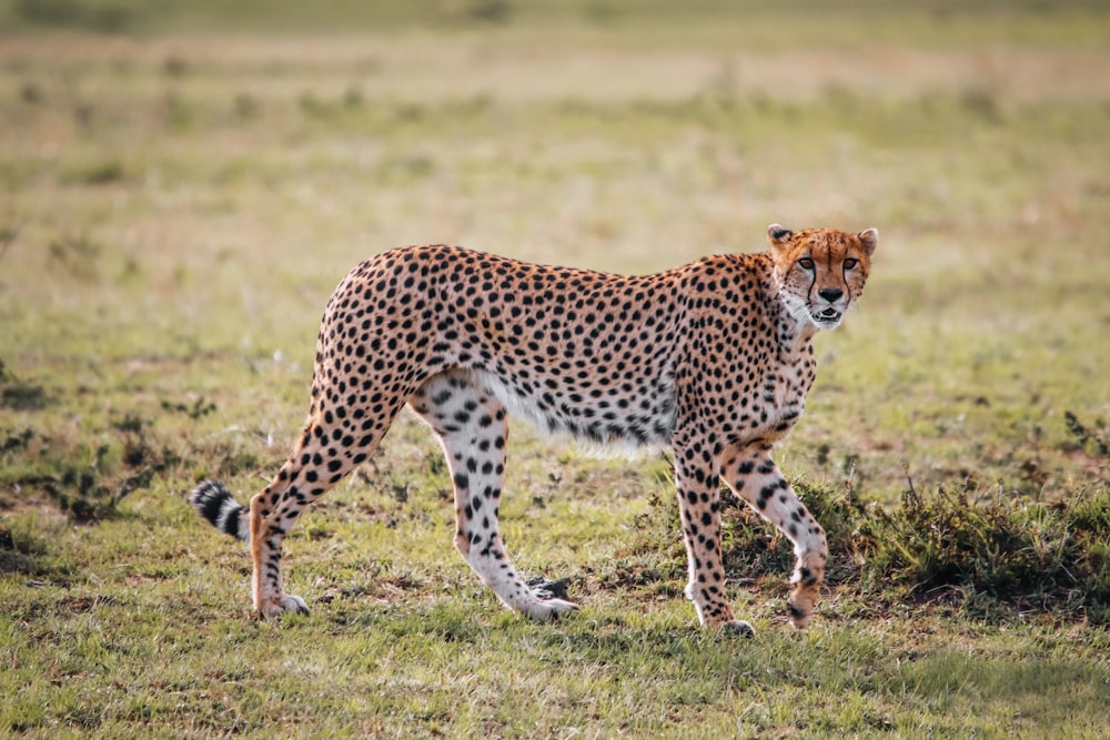 a cheetah walking across a grass covered field