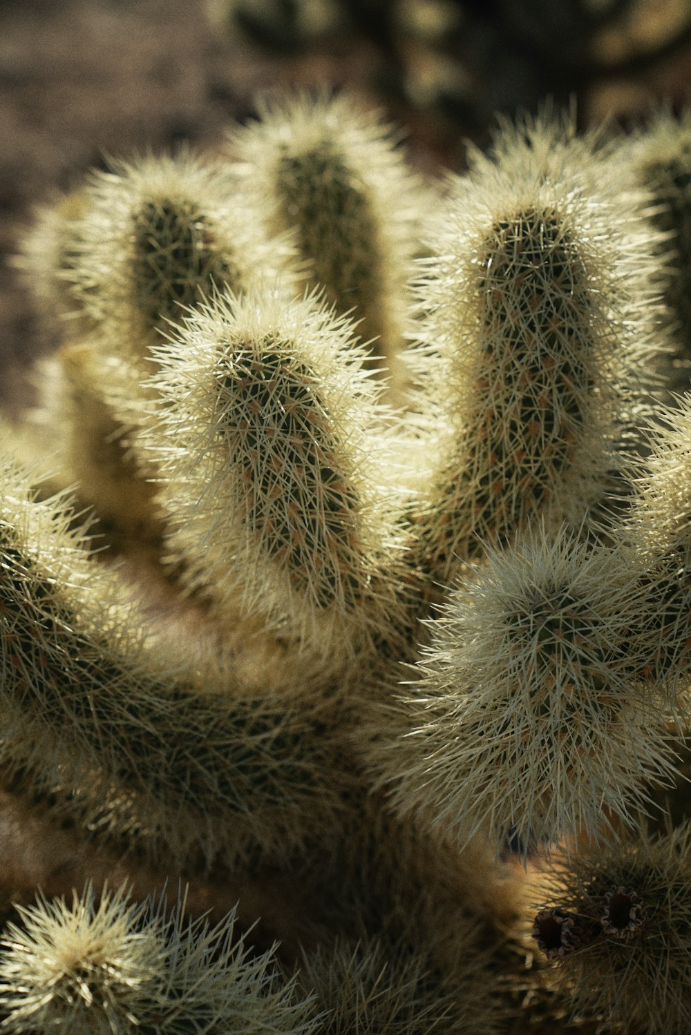 a close up of a small cactus plant