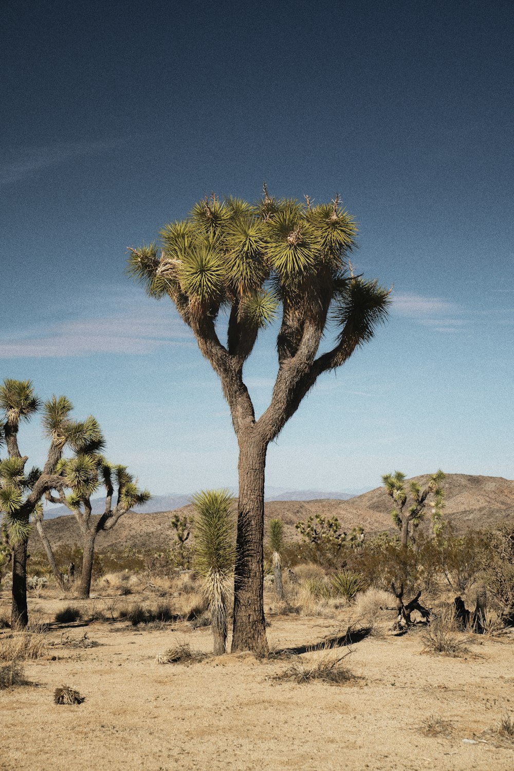 a large tree in the middle of a desert