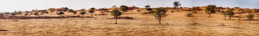 Kalahari Desert landscape — Omaheke Region