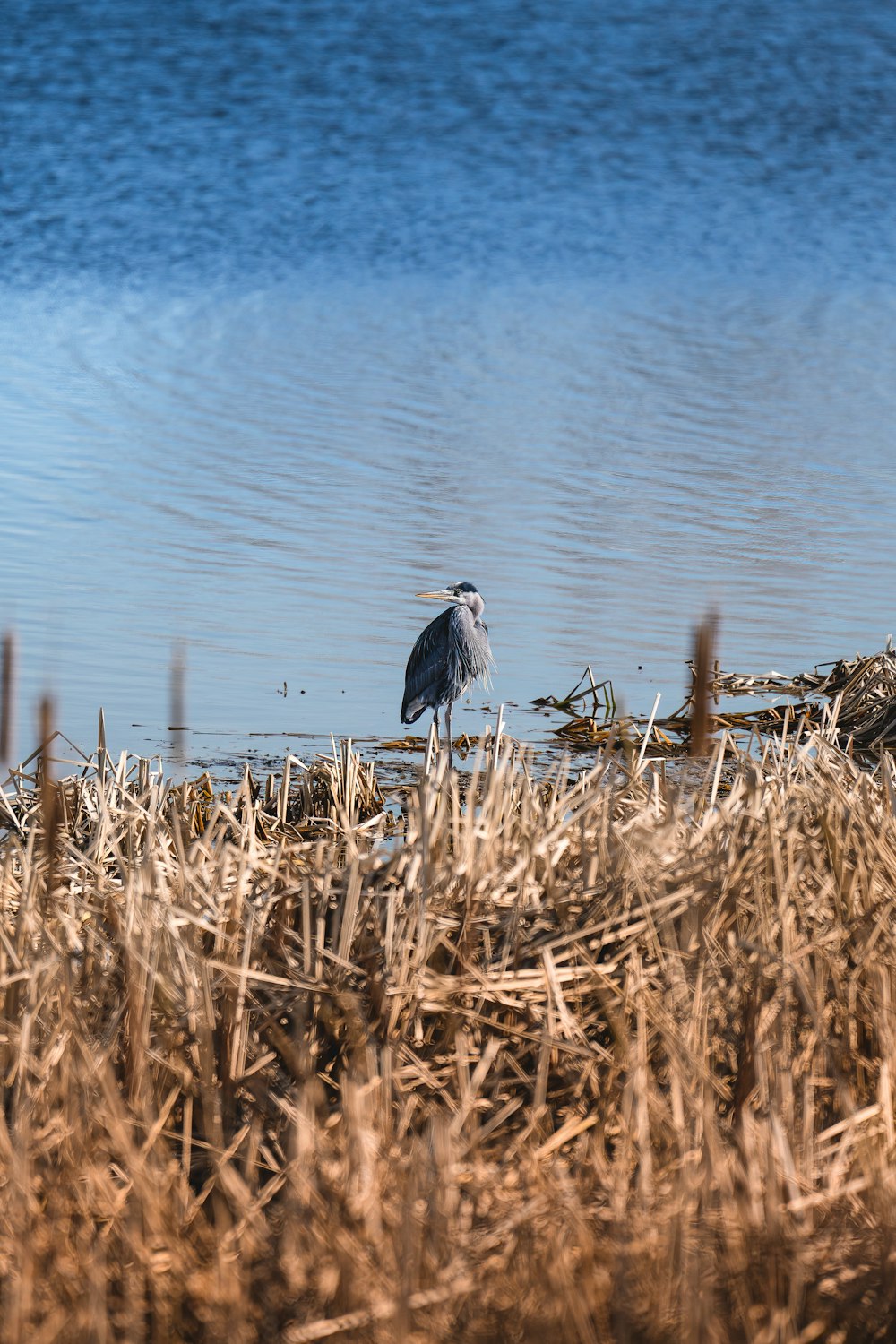 a bird standing on the edge of a body of water