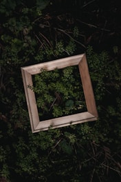 a picture frame sitting in the middle of a forest