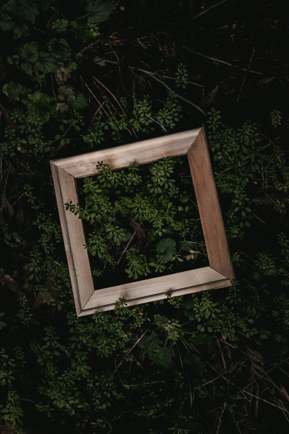 a picture frame sitting in the middle of a forest