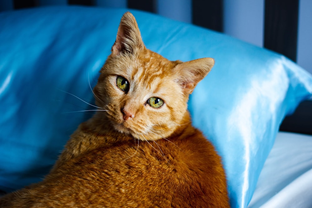 an orange cat laying on a blue pillow
