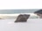 A single conical seashell is placed on a flat surface with an out-of-focus ocean view in the background. The background includes distant waves under a bright sky. The seashell has a textured surface, displaying earthy tones with some hints of green and brown.