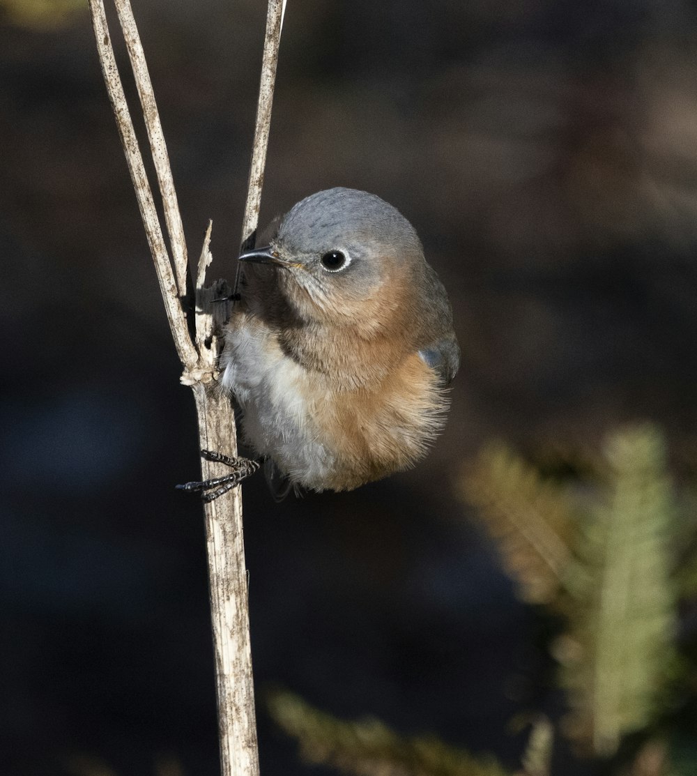 a small bird perched on top of a tree branch