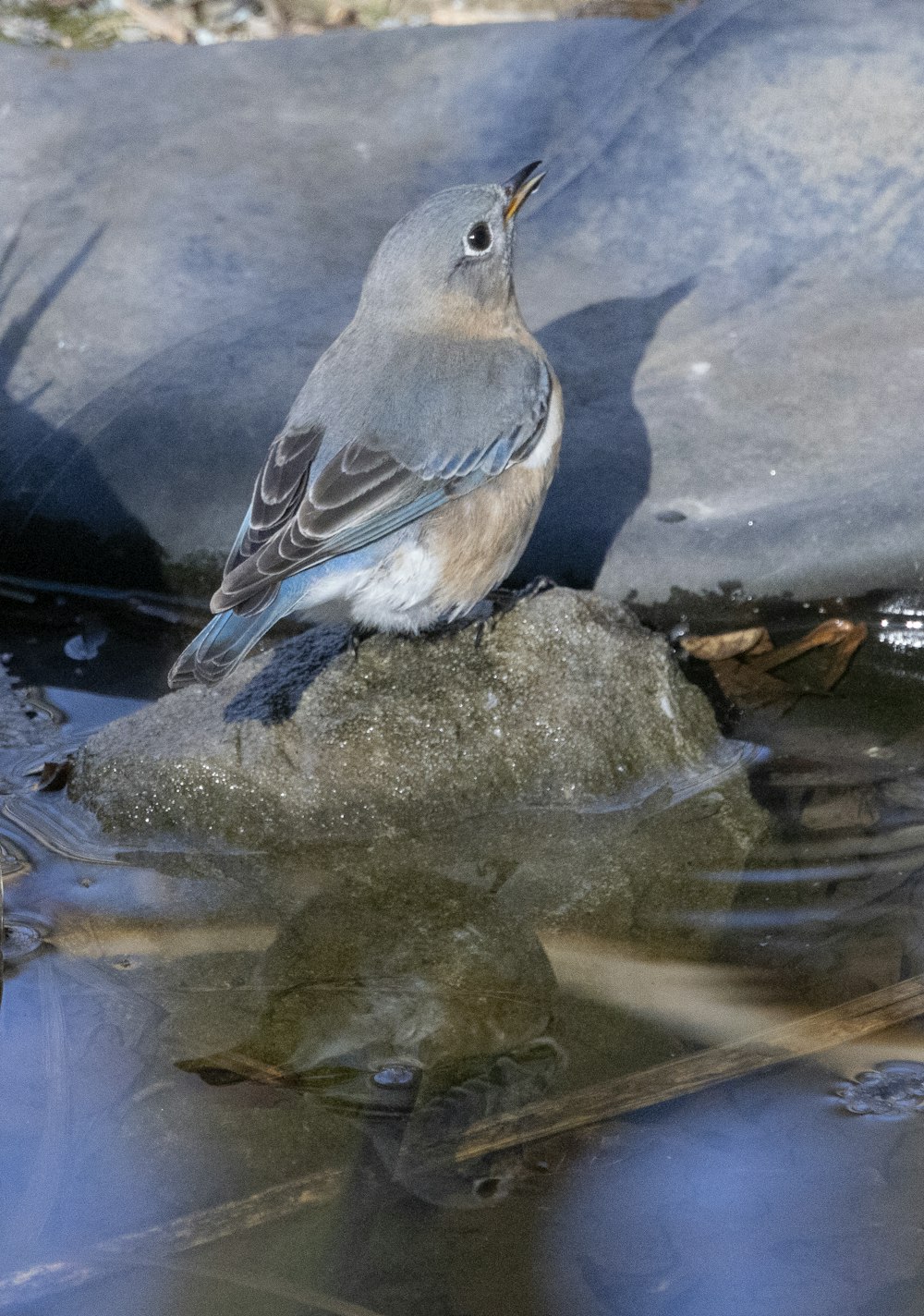 a bird is sitting on a rock in the water