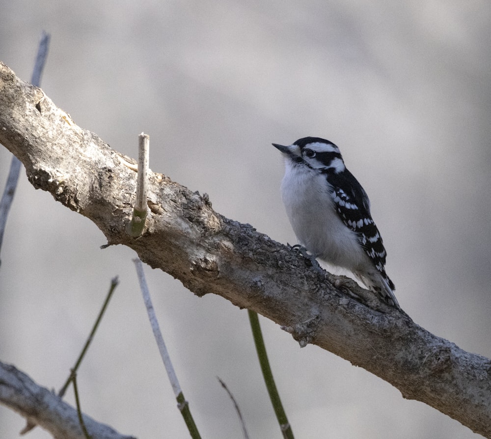 a black and white bird perched on a tree branch