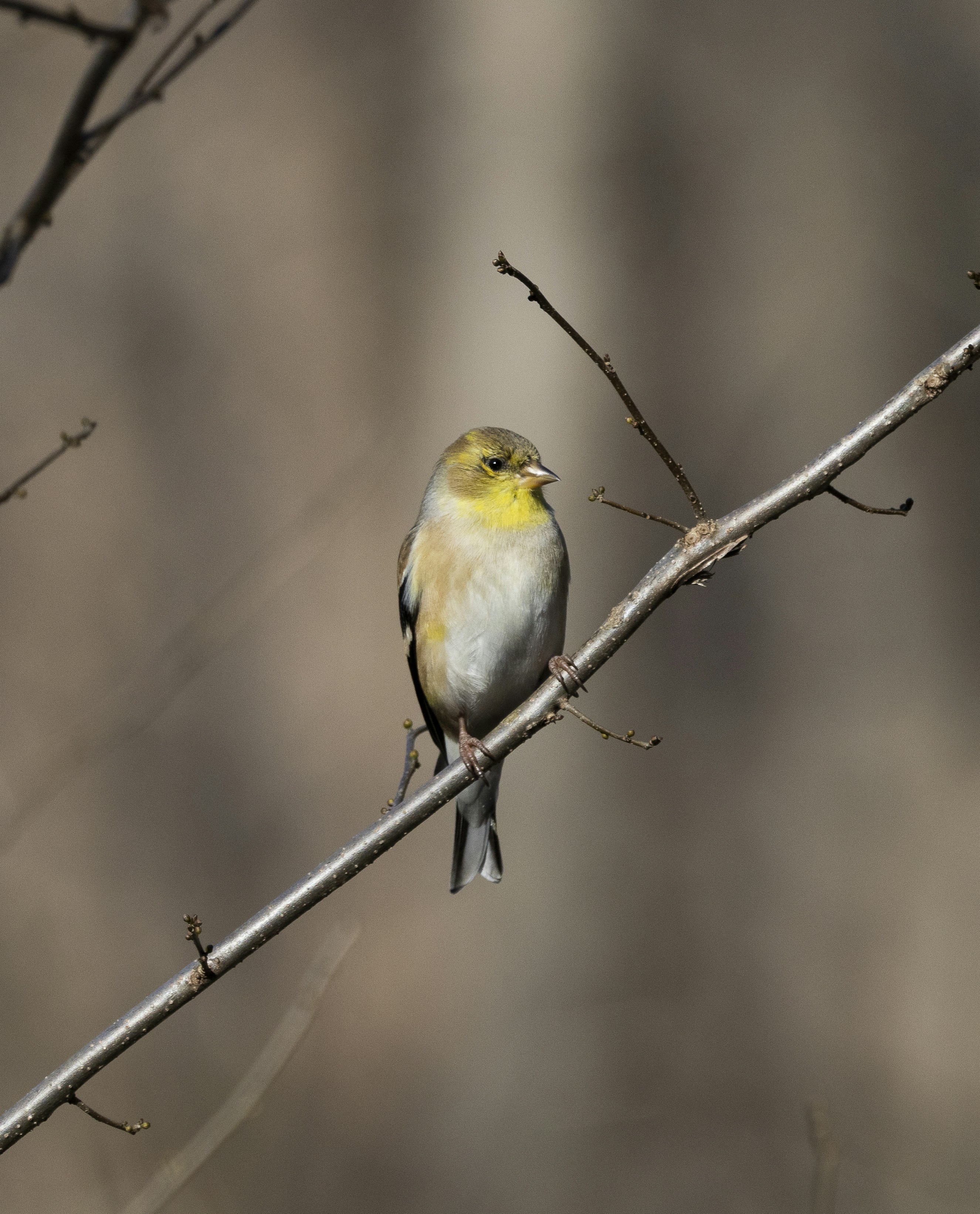 Why Markets Teach Culture Better Than Museums