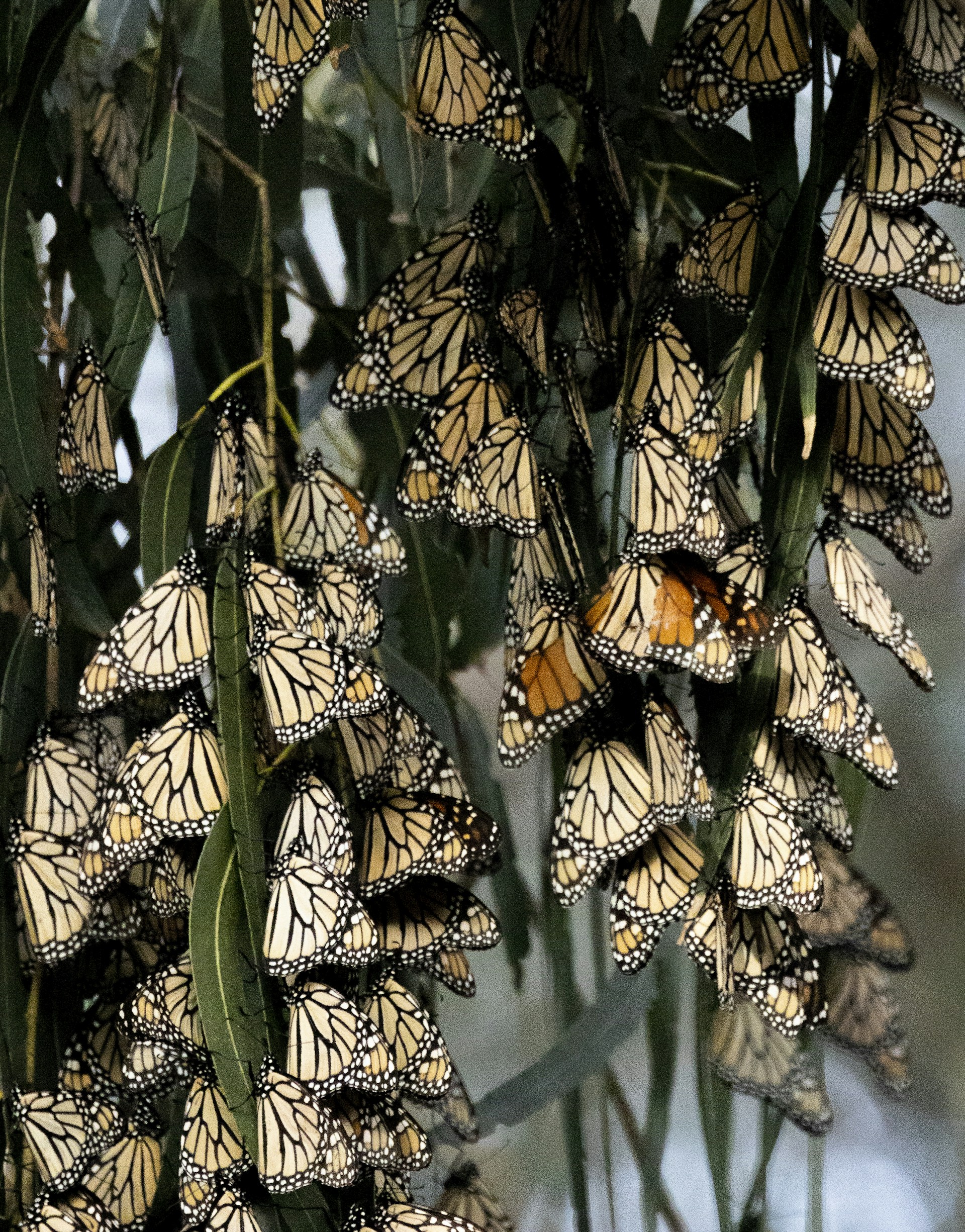 a bunch of butterflies that are hanging from a tree