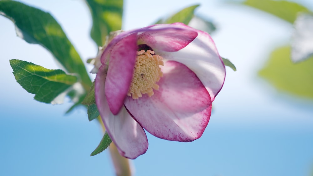 a pink and white flower with green leaves