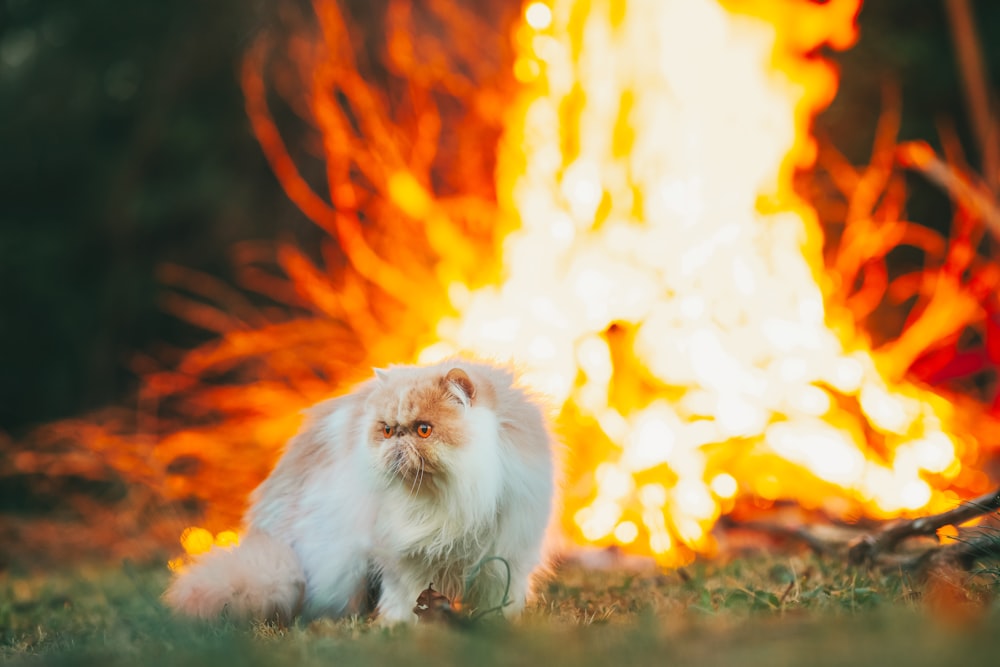 a fluffy white cat sitting in front of a fire