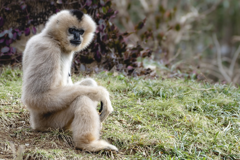a white and black monkey sitting in the grass