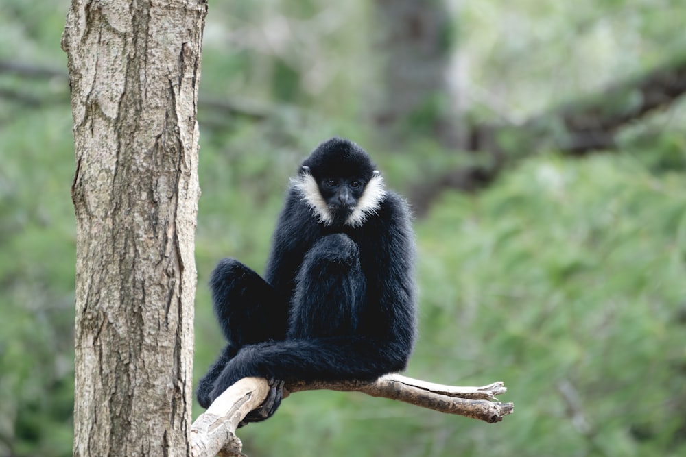 a black and white monkey sitting on a tree branch