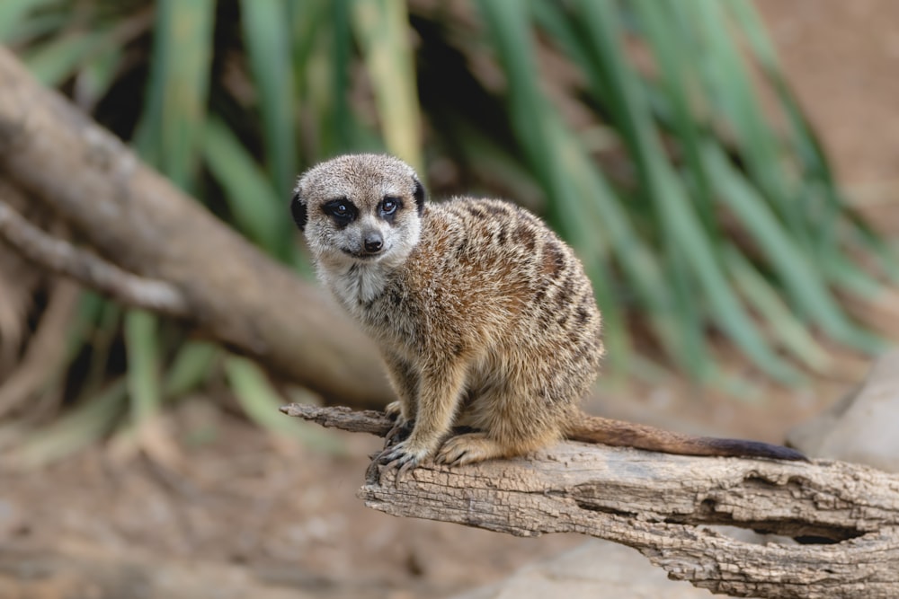 a small meerkat sitting on top of a tree branch