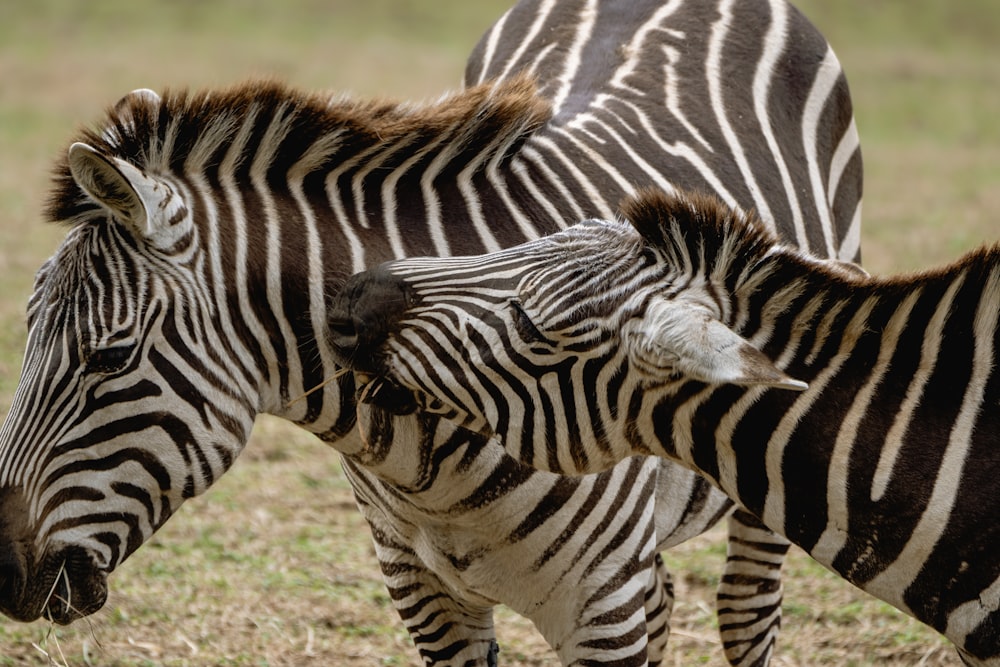 a couple of zebra standing next to each other on a field