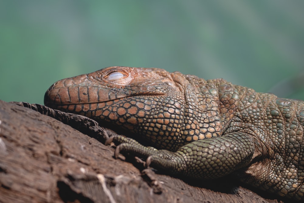 a close up of a lizard on a tree branch