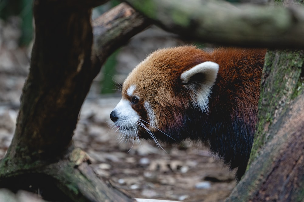 a close up of a red panda near a tree
