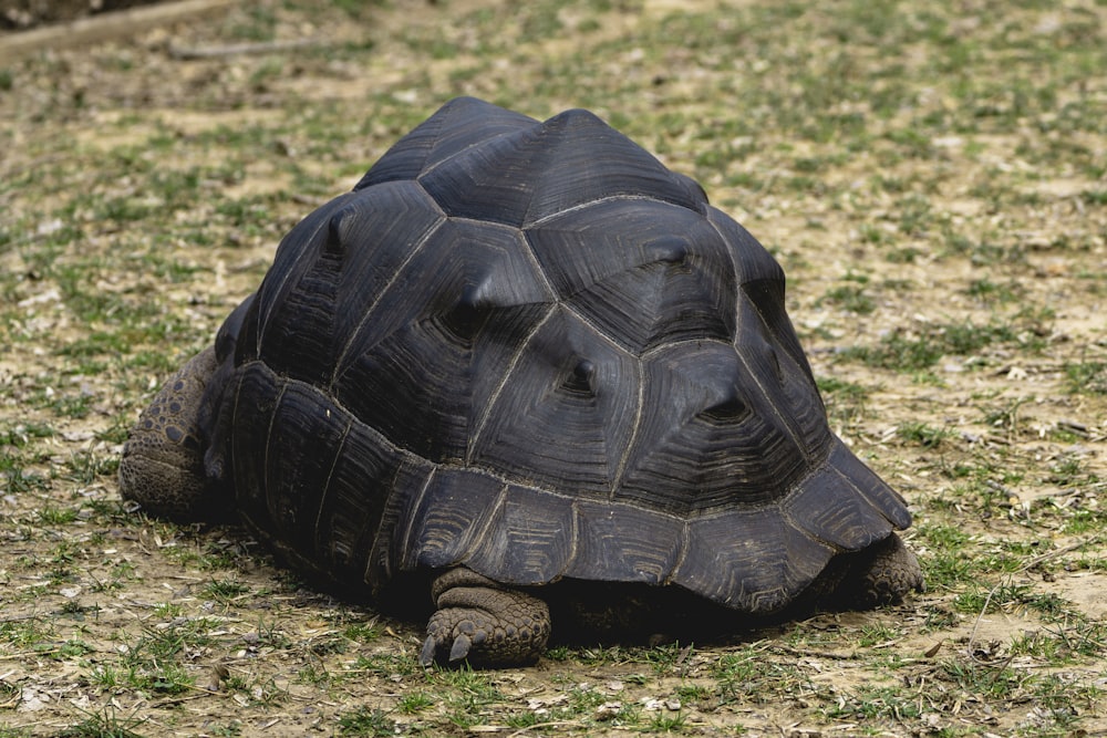 a large tortoise laying on top of a grass covered field