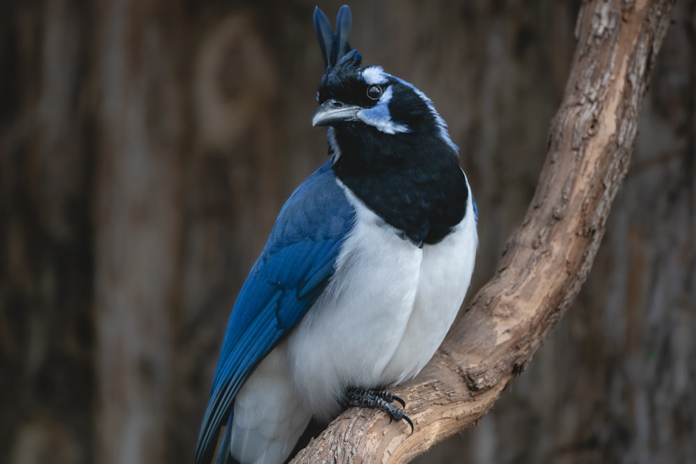 a blue and white bird sitting on a tree branch