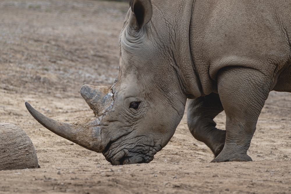 a rhinoceros standing on top of a dirt field