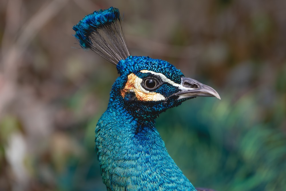 a close up of a blue bird with a black head