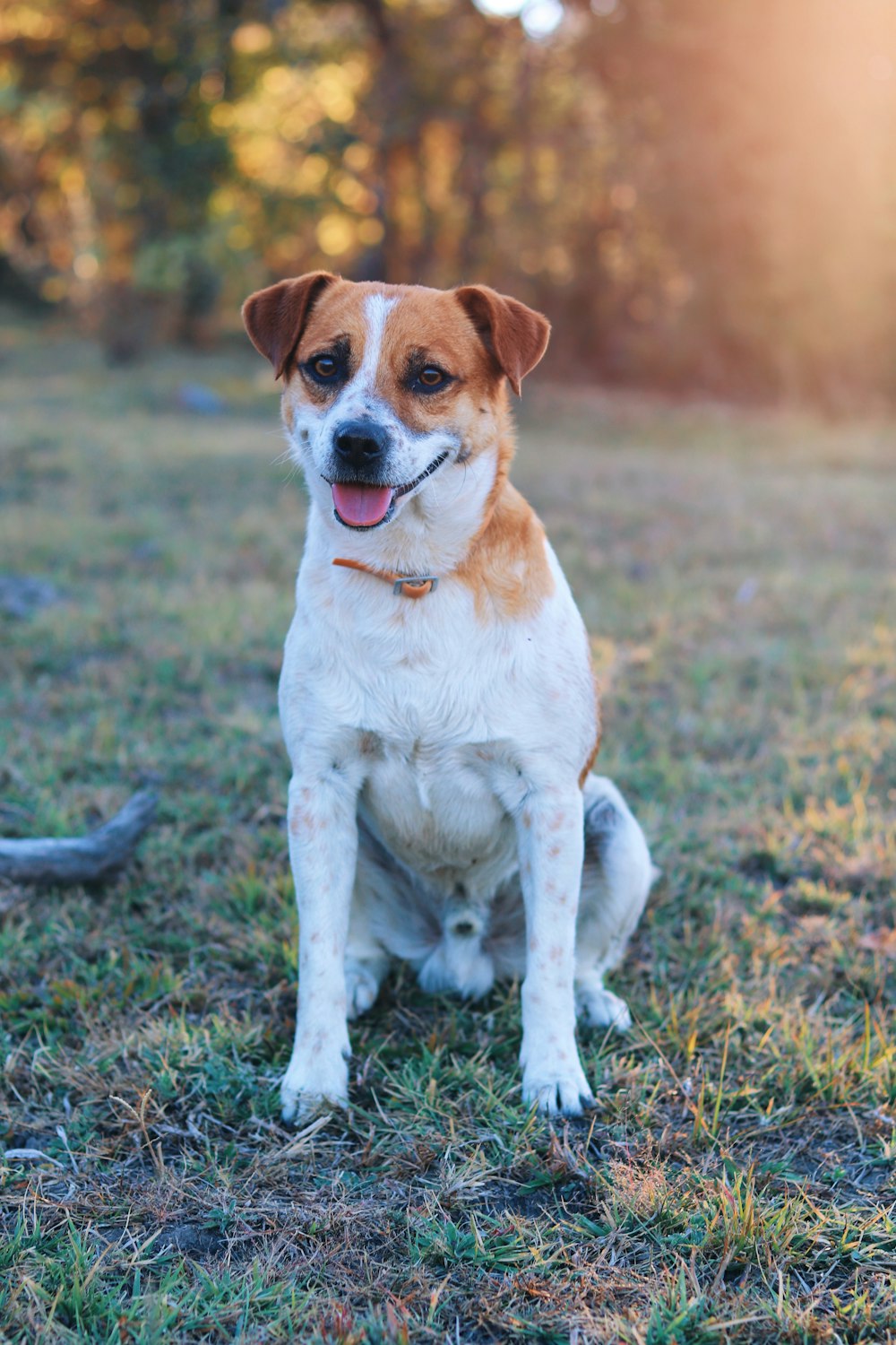 a brown and white dog sitting on top of a grass covered field