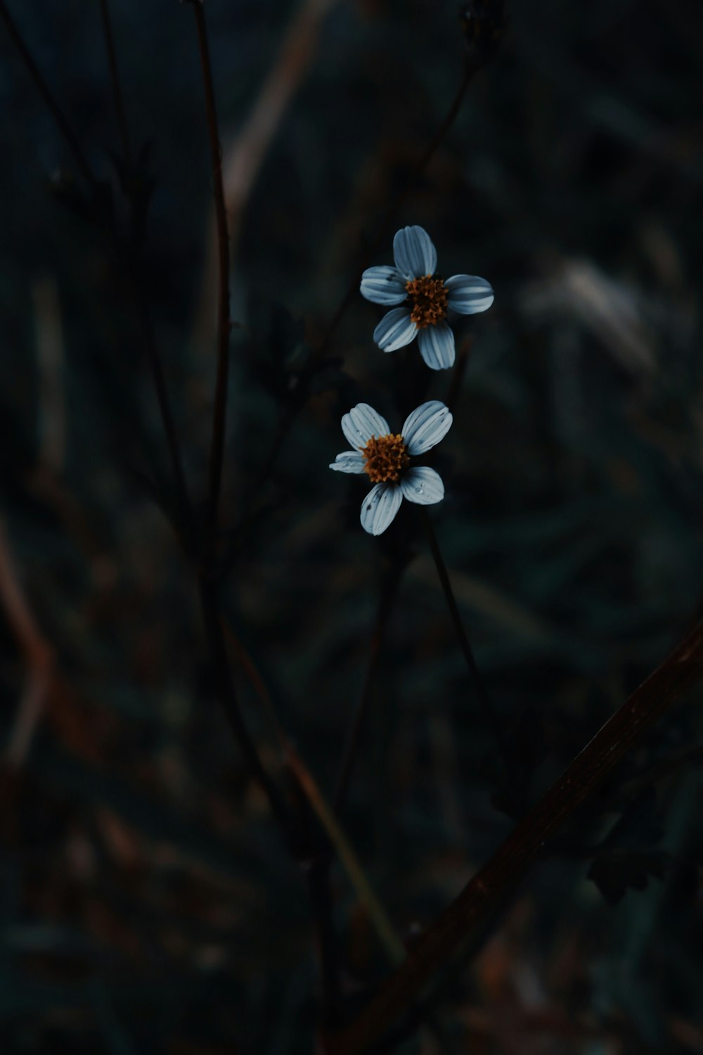 a couple of small white flowers sitting on top of a grass covered field