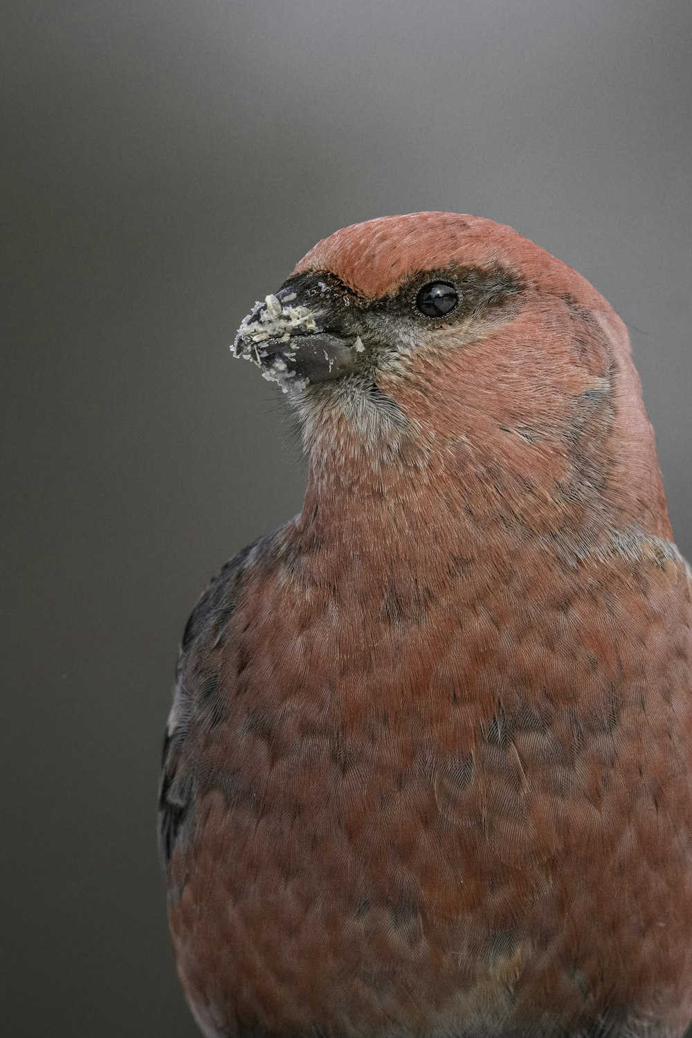 a close up of a bird with a blurry background