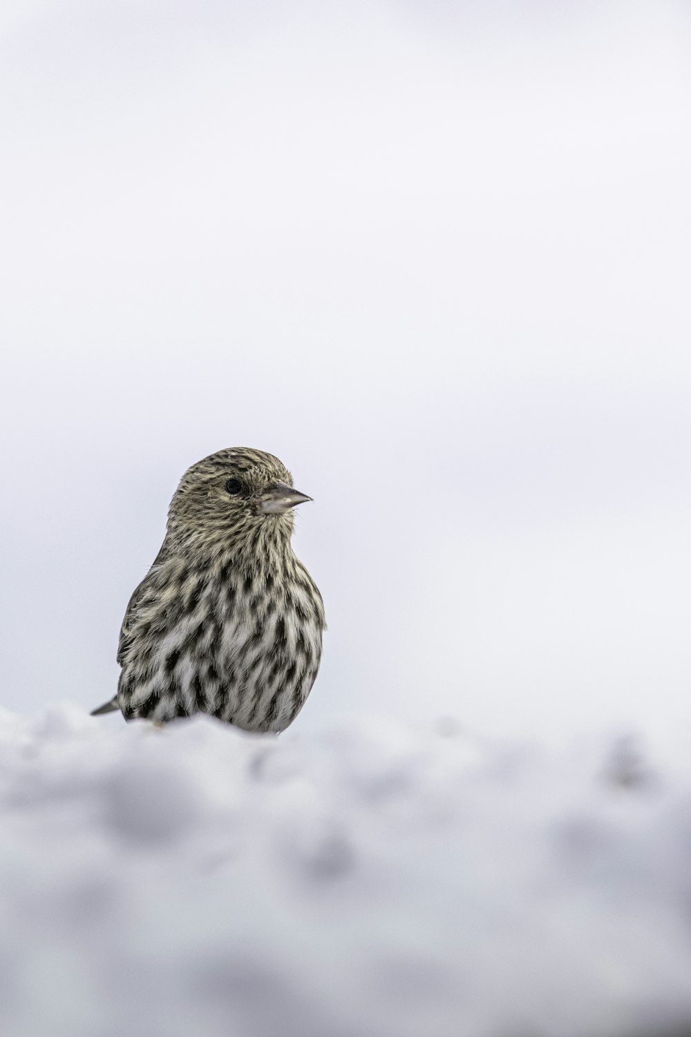 a small bird sitting on top of a snow covered ground