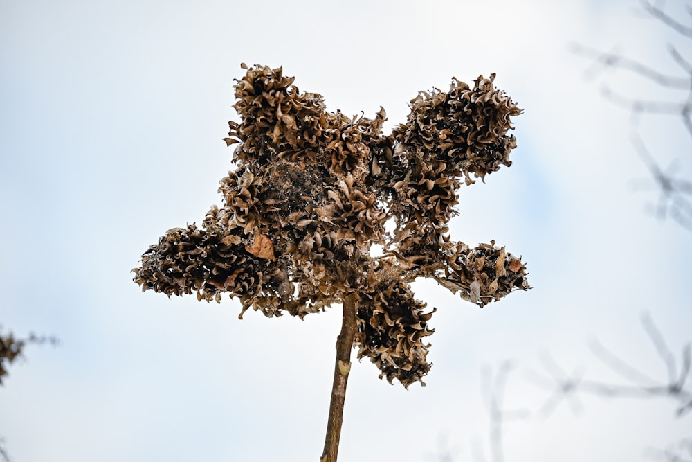 a tree with lots of leaves on top of it