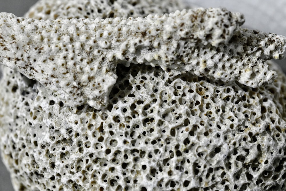 a close up of a rock with holes in it