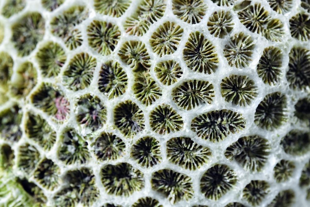 a close up of a green and white plant