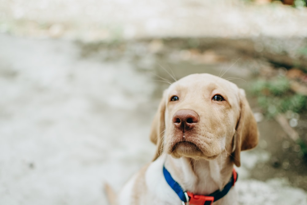 a close up of a dog with a red collar