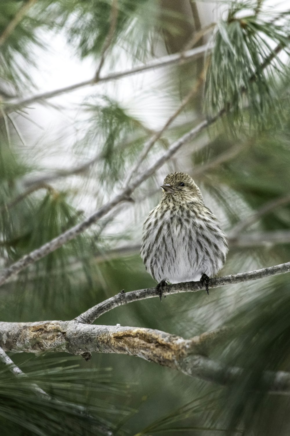 a small bird perched on top of a tree branch