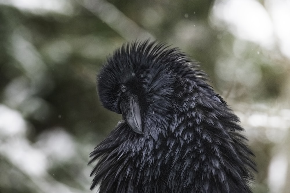 a close up of a black bird on a branch