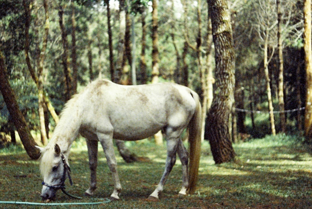 a white horse grazing in a wooded area