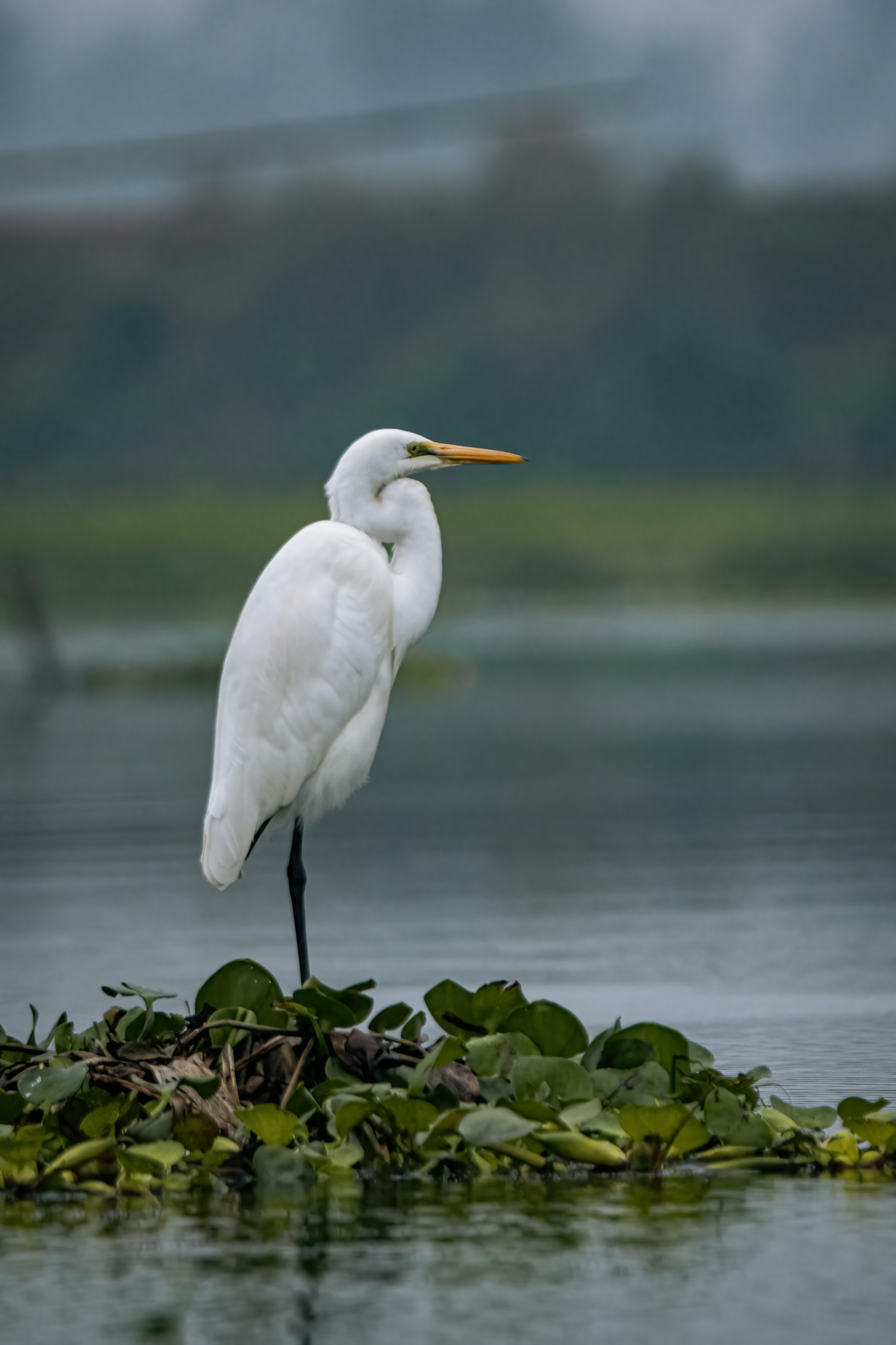 Photo by arnab_dey_photography