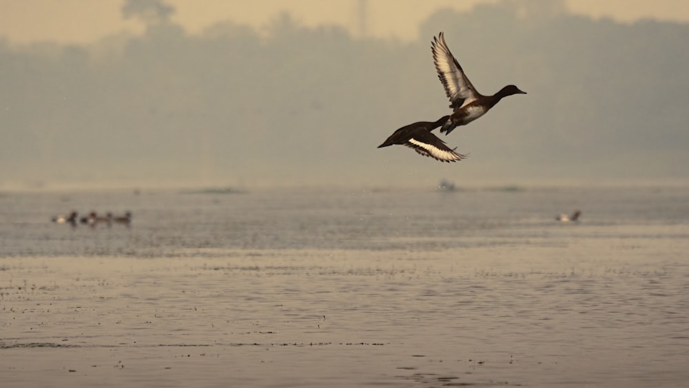 a couple of birds flying over a body of water