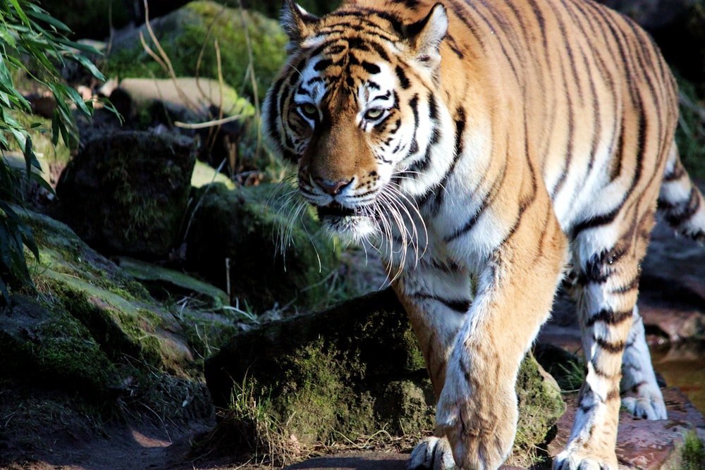 a large tiger walking across a lush green forest