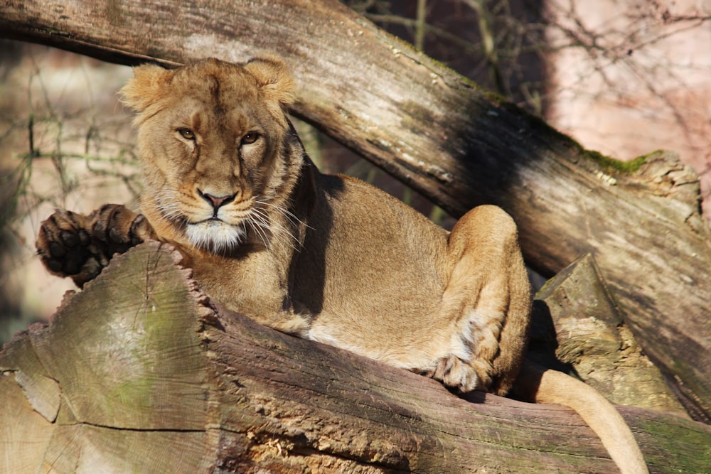 a lion sitting on top of a tree stump