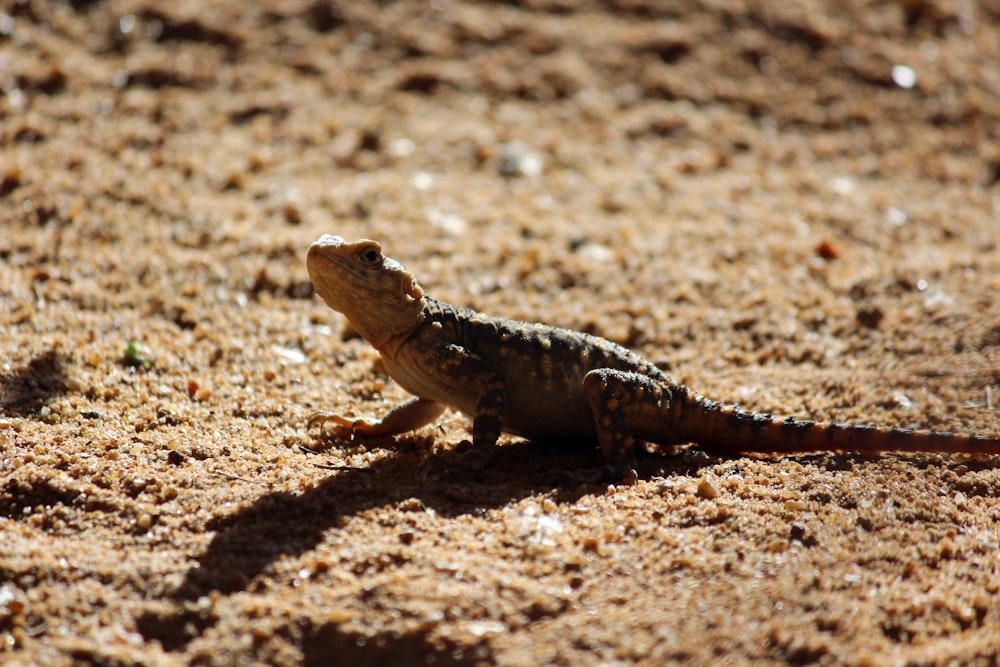 a small lizard sitting on top of a sandy ground
