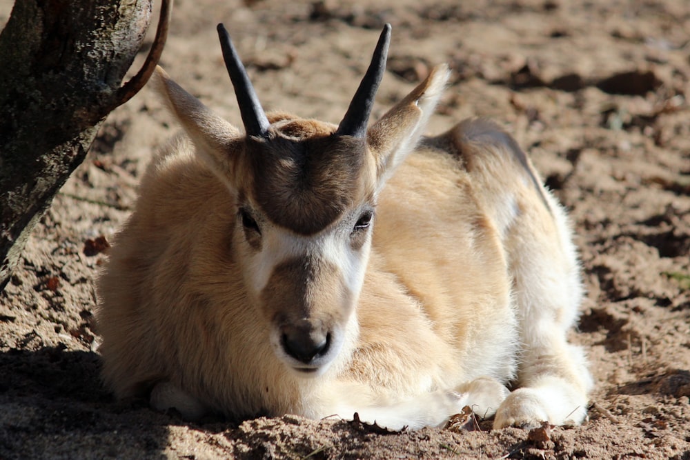 a goat laying on the ground next to a tree