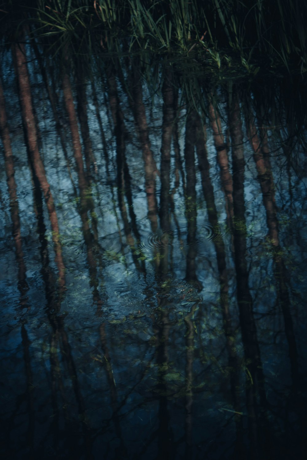 a group of trees that are standing in the water